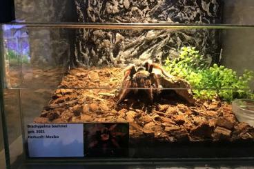 - bird spiders kaufen und verkaufen Photo: Terrarienanlage mit 8 Terrarien und 7 Vogelspinnen KL 5 - 6 - bird spiders kaufen und verkaufen Photo: Terrarienanlage mit 8 Terrarien und 7 Vogelspinnen KL 5 - 6