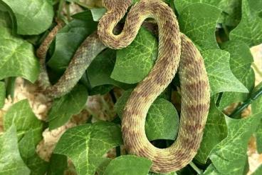 Venomous snakes kaufen und verkaufen Photo: 1.1 F1 Congo NZ07/21 Atheris Squamigera