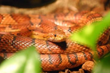 Snakes kaufen und verkaufen Photo: Suche: DNZ 20/21 Pantherophis guttatus - Kornnatter