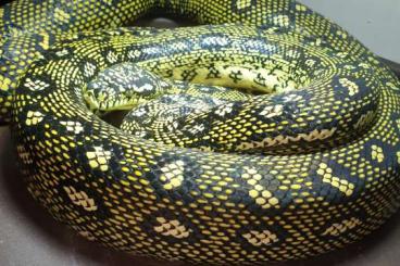 Snakes kaufen und verkaufen Photo: Reine Diamantpython NZ2024 Snakes kaufen und verkaufen Photo: Reine Diamantpython NZ2024