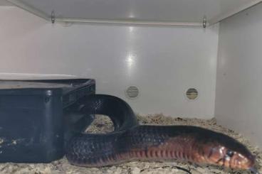 Snakes kaufen und verkaufen Photo: Drymarchon couperi, östliche Indigonatter Snakes kaufen und verkaufen Photo: Drymarchon couperi, östliche Indigonatter