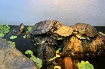 Turtles and Tortoises kaufen und verkaufen Photo: Rhinoclemmys punctularia punctularia 