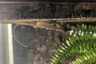 Lizards kaufen und verkaufen Photo: Anolis oculatus winstoni 