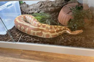 Pythons kaufen und verkaufen Foto: 1.1 Blutpython (0.1 Nominat, 1.0 T+Albino)