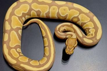 Schlangen kaufen und verkaufen Foto: Python regius for sale!!!