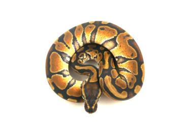 Snakes kaufen und verkaufen Photo: Python regius abzugeben  