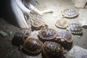 Schildkröten  kaufen und verkaufen Foto: Spaltenschildkröten NZ 2023 Malachochersus tornieri
