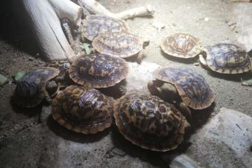 Schildkröten  kaufen und verkaufen Foto: Spaltenschildkröten NZ 2023 Malachochersus tornieri