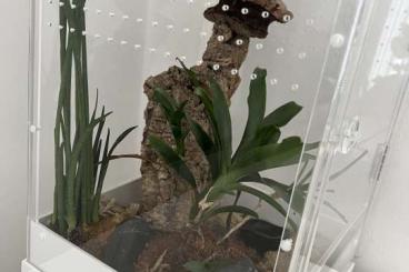 - bird spiders kaufen und verkaufen Photo: Poecilotheria regalis Samt Terrarium - bird spiders kaufen und verkaufen Photo: Poecilotheria regalis Samt Terrarium