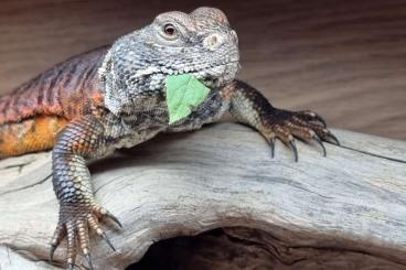 Lizards kaufen und verkaufen Photo: 1.0 Uromastyx nigriventris 