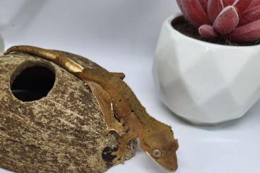 Geckos kaufen und verkaufen Photo: Kronengecko Nachzuchten zu verkaufen 