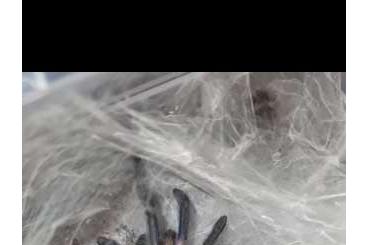 Vogelspinnen kaufen und verkaufen Foto: Chilobrachys electric blue 