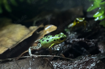 Poison dart frogs kaufen und verkaufen Photo: 1.0 Oophaga pumilio "Colon" Poison dart frogs kaufen und verkaufen Photo: 1.0 Oophaga pumilio "Colon"