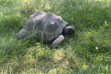 Landschildkröten kaufen und verkaufen Photo: 0.0.4 Aldabra tortoise group