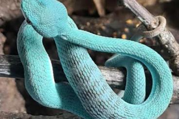 Giftschlangen kaufen und verkaufen Foto: two species of Trimeresurus