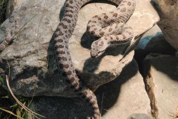 Giftschlangen kaufen und verkaufen Foto: Diverse Crotalus zu verkaufen Giftschlangen kaufen und verkaufen Foto: Diverse Crotalus zu verkaufen