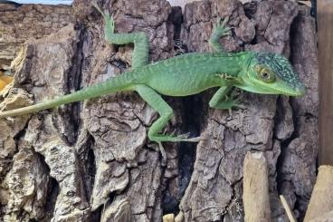 Echsen  kaufen und verkaufen Foto:  Anolis baracoae für Hamm