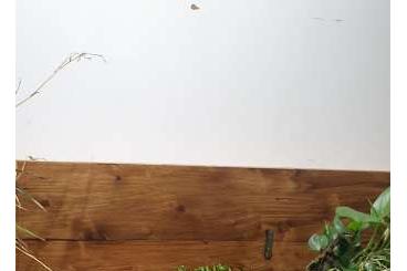 Schildkröten kaufen und verkaufen Foto: carbonaria for houten!! next call!!!!!!!!!!!!!!!!! Schildkröten kaufen und verkaufen Foto: carbonaria for houten!! next call!!!!!!!!!!!!!!!!!