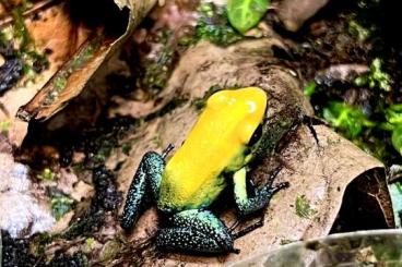 Pfeilgiftfrösche kaufen und verkaufen Foto: Phyllobates bicolor Uraba (Tesoros)