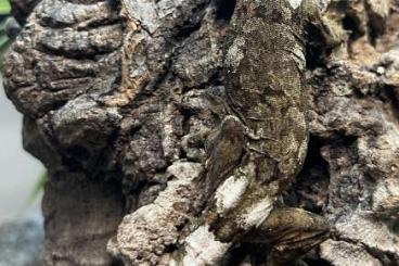 Geckos kaufen und verkaufen Foto: Mniarogekko chahoua - Juveniles – Subadults – Breeding Pairs