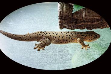 Geckos kaufen und verkaufen Foto: 2.2 - Thecadactylus oskrobapreinorum 