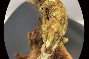 Geckos kaufen und verkaufen Foto: Gorgeous Male Mniarogekko jalu – Île Art 