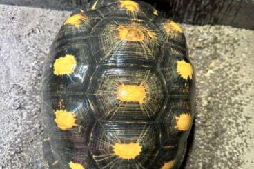 Tortoises kaufen und verkaufen Photo: Astrochelys Radiata Strahlenschildkröte Pärchen 1.1 