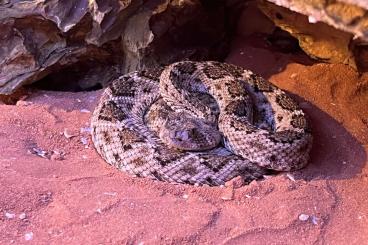 Venomous snakes kaufen und verkaufen Photo: Biete !! Crotalus tortugensis 1.2 von 2022