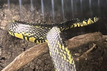 Schlangen kaufen und verkaufen Foto: Biete 1.0 Spilotes pullatus ( Honduras) von 2018 Schlangen kaufen und verkaufen Foto: Biete 1.0 Spilotes pullatus ( Honduras) von 2018
