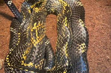 Schlangen kaufen und verkaufen Photo: Biete 1.0 Spilotes pullatus ( Honduras) von 2018