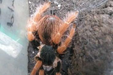 Vogelspinnen kaufen und verkaufen Foto: Megaphobema robustum 0,1 adult!