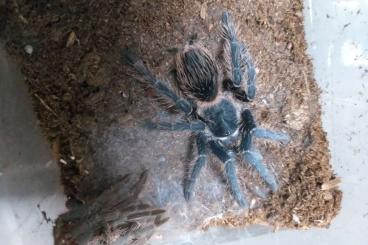 Spinnen und Skorpione kaufen und verkaufen Foto: Eigene Nachzuchten abzugeben! 