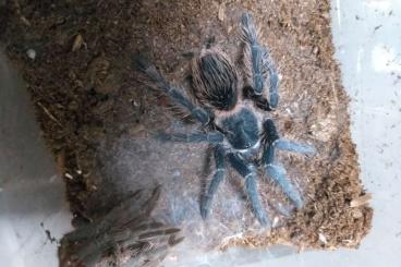 Spinnen und Skorpione kaufen und verkaufen Foto: Eigene Nachzuchten abzugeben! Spinnen und Skorpione kaufen und verkaufen Foto: Eigene Nachzuchten abzugeben!