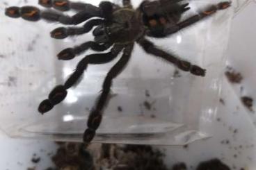 Spiders and Scorpions kaufen und verkaufen Photo: Vogelspinnen Nachzuchten abzugeben!