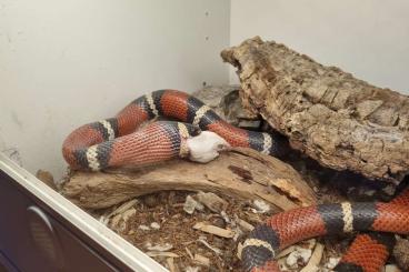 Snakes kaufen und verkaufen Photo: Suche 1.0 Lampropeltis polyzona Sinaloae