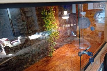 Enclosures kaufen und verkaufen Photo: OSB Holzterrarium 180x60x60 inkl. Sicherheitsschloss und Zubehör Enclosures kaufen und verkaufen Photo: OSB Holzterrarium 180x60x60 inkl. Sicherheitsschloss und Zubehör