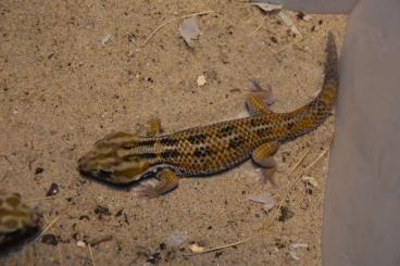 Geckos kaufen und verkaufen Photo: 1.0 Teratoscincus keyserlingii Geckos kaufen und verkaufen Photo: 1.0 Teratoscincus keyserlingii