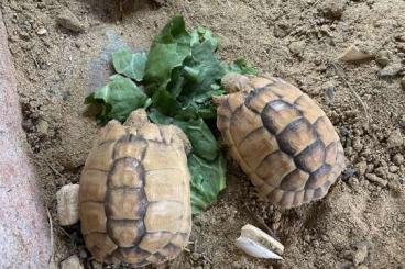 Tortoises kaufen und verkaufen Photo: 0.0.2 Testudo kleinmanni cb23 Tortoises kaufen und verkaufen Photo: 0.0.2 Testudo kleinmanni cb23