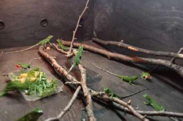 Echsen kaufen und verkaufen Foto: 0.0.11 CTENOSAURA PECTINATA CB 2023 Echsen kaufen und verkaufen Foto: 0.0.11 CTENOSAURA PECTINATA CB 2023