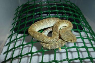 Giftschlangen kaufen und verkaufen Foto: Atheris Squamigera, Naja Kaouthia, Protobothrops Cornutus