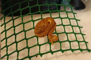 Schlangen kaufen und verkaufen Foto: Atheris Squamigera, Burmese Python, Dwarf Boa Imperator.