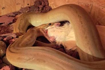 Snakes kaufen und verkaufen Photo: 1.0 Python sebae patternless cb21