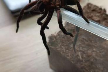 Spinnen und Skorpione kaufen und verkaufen Foto: Xenesthis Immanis 1.1 KL 4,5cm ENZ 09/2022 / 130€