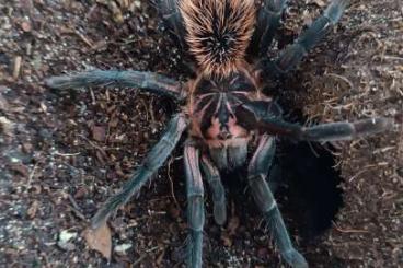 Spiders and Scorpions kaufen und verkaufen Photo: Xenesthis Immanis 1.1 KL 5cm ENZ 09/2022 / 150€