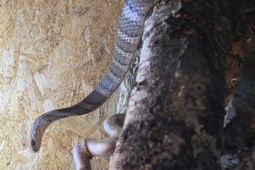 Schlangen kaufen und verkaufen Foto: Suche Futterschlangen für Ophiophagus hannah