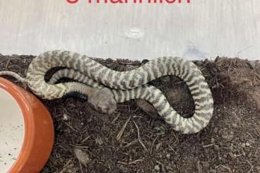 Venomous snakes kaufen und verkaufen Photo: Naja nigricincta nigricincta