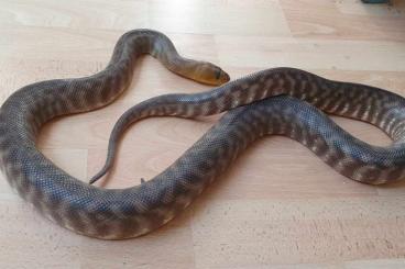 Schlangen kaufen und verkaufen Foto: Woma pythons and tokays. Handover at Hamm september.