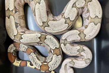 Boas kaufen und verkaufen Photo: 1.2 Boa constrictor Amarali Bolivien Boas kaufen und verkaufen Photo: 1.2 Boa constrictor Amarali Bolivien