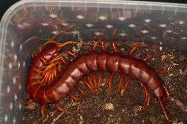 Myriapoda kaufen und verkaufen Foto: Scolopendra alternans "Red Giant" from Hispaniola