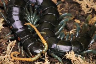 Myriapoda kaufen und verkaufen Foto: 5x adult Ethmostigmus sp. "Blue Borneo", 